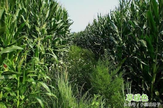 爷爷是抗战老兵，孙子在日企，硬是追着他满村打，结果一句话化解 王诗名字怎么样