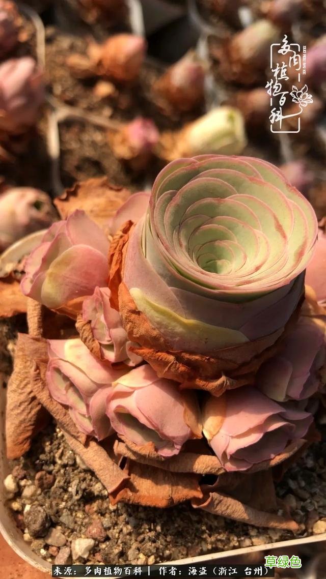 如画中走出来的小姐姐，缥缈出尘！缘起“若婳”玫瑰 玫字属什么