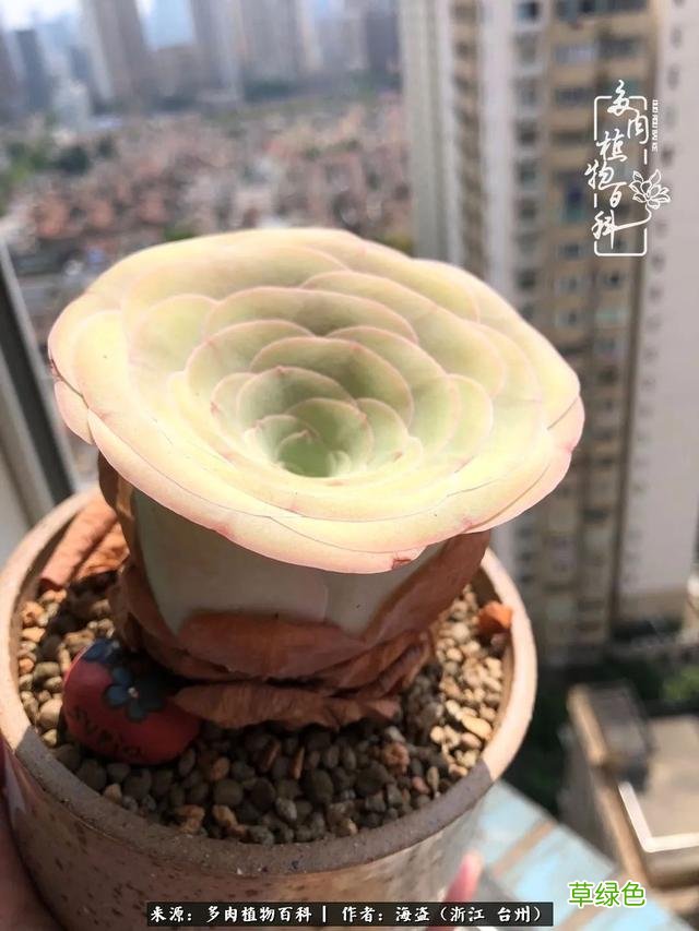 如画中走出来的小姐姐，缥缈出尘！缘起“若婳”玫瑰 玫字属什么