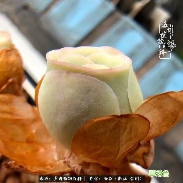 如画中走出来的小姐姐，缥缈出尘！缘起“若婳”玫瑰 玫字属什么