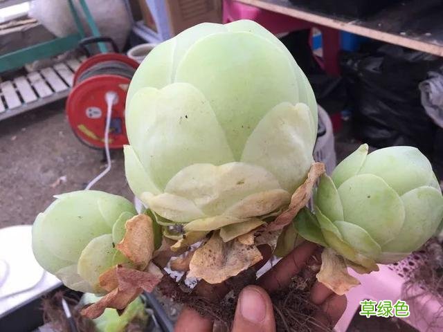 如画中走出来的小姐姐，缥缈出尘！缘起“若婳”玫瑰 玫字属什么