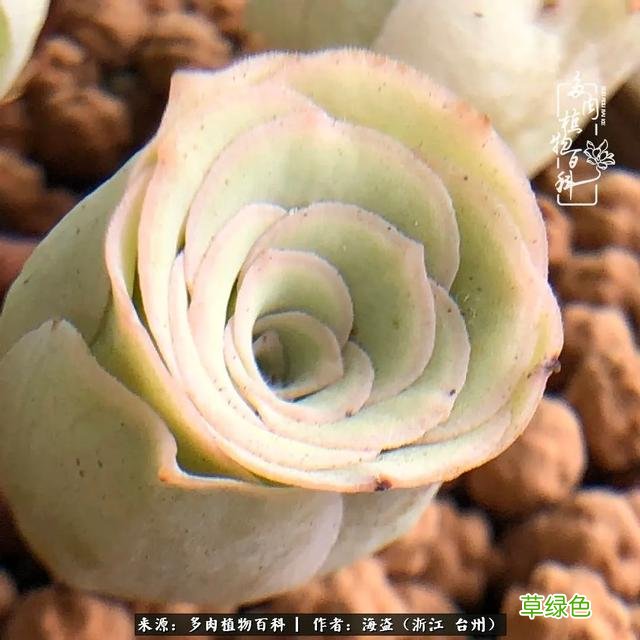 如画中走出来的小姐姐，缥缈出尘！缘起“若婳”玫瑰 玫字属什么