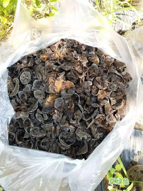 木耳的功效与作用及食用方法 木耳的功效与作用