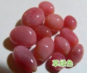 珍珠中的极品澳洲南洋珍珠