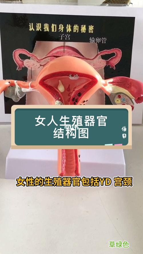 人体生理结构图及功能 女性生理结构图