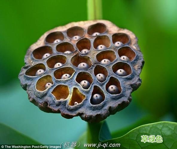 10级密集恐惧症 密集事物恐惧症