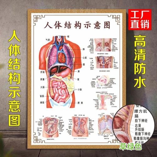 人体器官结构图位置背部名称 人体器官结构