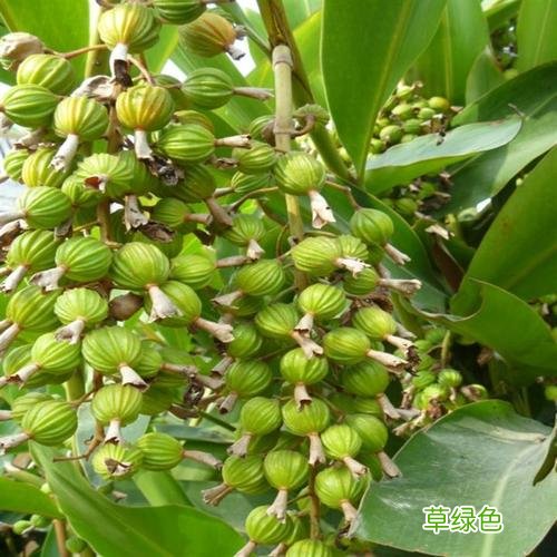 砂仁的功效与作用用量 砂仁的功效与作用