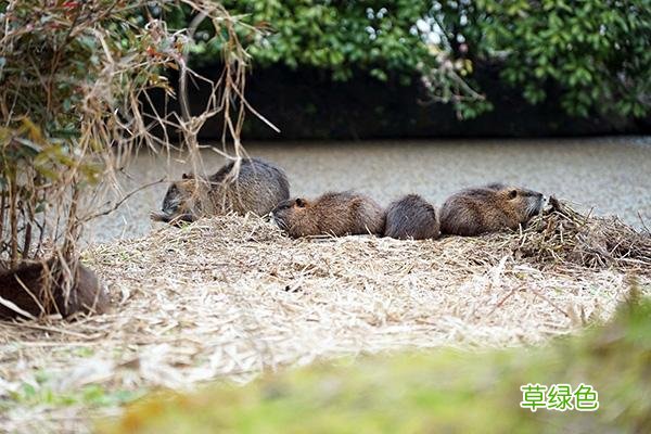 上海金山朱泾镇又添“新丁”，春日暖阳与这些毛茸茸太配了 添乐名字怎么样