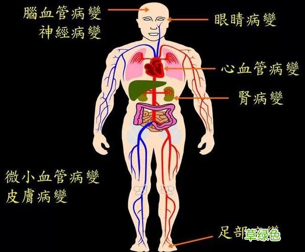 人的五脏六腑图 人的五脏六腑