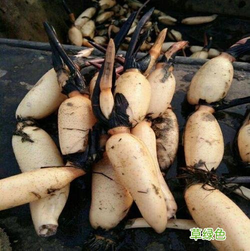 藕是莲的什么茎还是根 藕是莲的什么