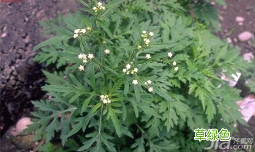 回春草的功效与作用 芥草作用与功效