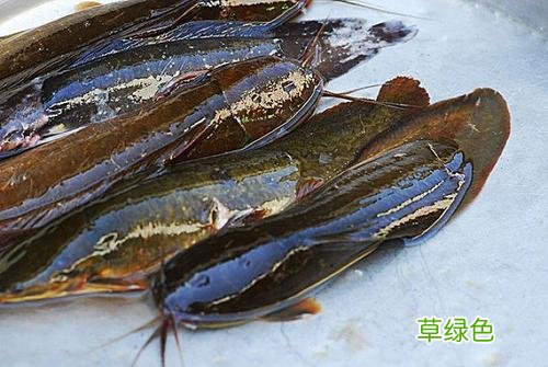 鲶鱼的营养价值及功效为啥人们不吃 鲶鱼的营养价值