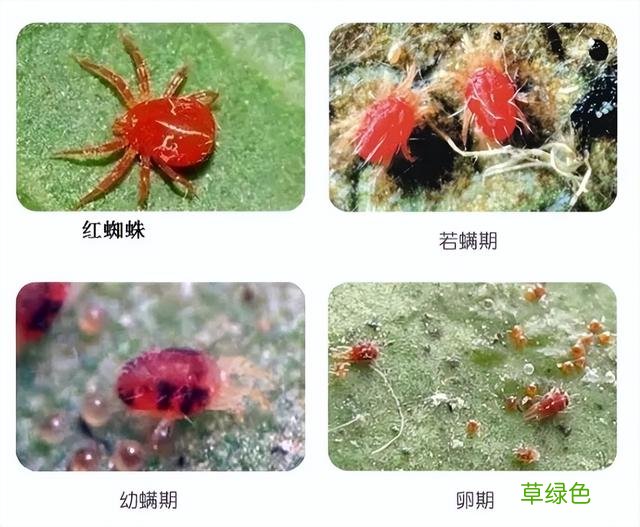 汉字探源：表示颜色的一些字是怎么来的？ 红用繁体字怎么