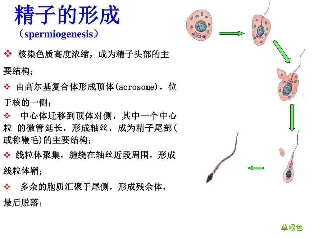 男人的精子