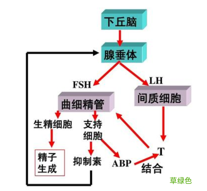 男人的精子