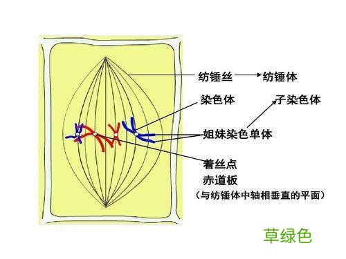 男人的精子