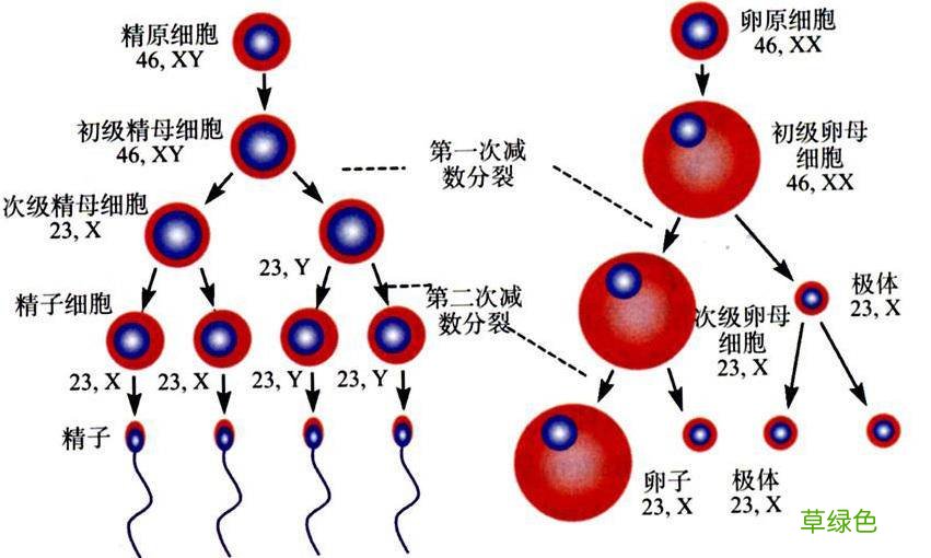 男人的精子
