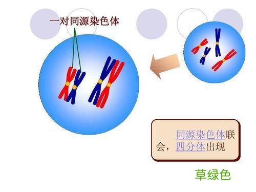 男人的精子