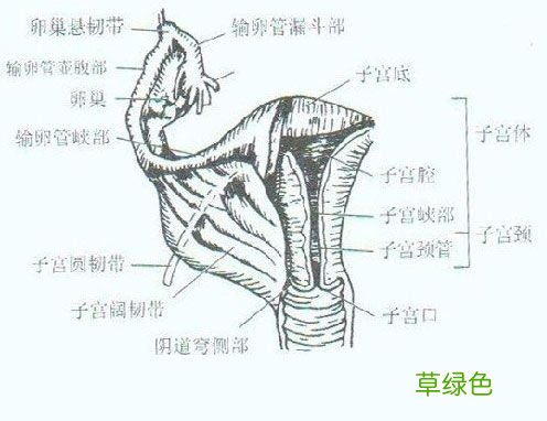 生殖系统结构图中英文 生殖系统结构图