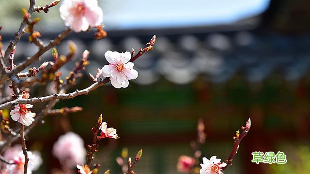 「四书五经」起名全集：出水芙蓉的女孩名字，魅力满满 艳五行是什么