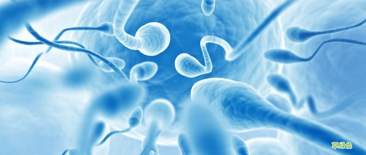 男性精子检查标准