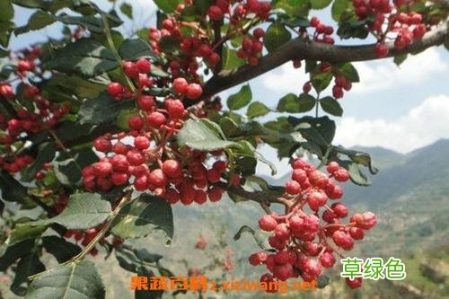 山枝根的功效与作用图片 山枝作用与功效