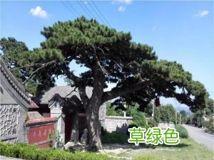 崖柏与柏树的区别