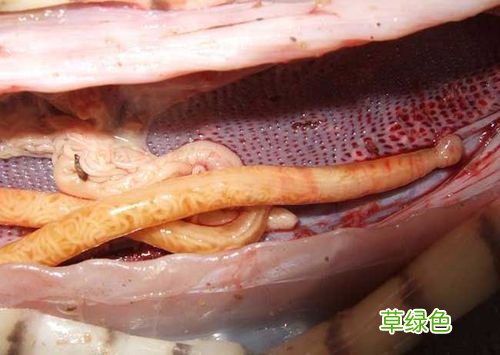 生吞蛇胆会中毒吗 女子生吞蛇胆中毒
