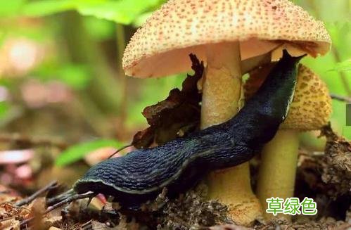 蛞蝓抗癌作用 蛞蝓作用与功效