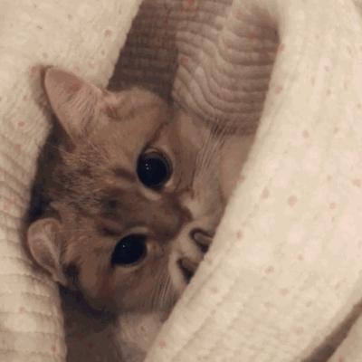 夜猫族英文 夜猫族