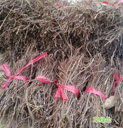 金刚藤果实怎么泡酒 金刚藤果实泡酒