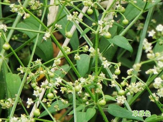 《茜茜公主》里的“茜”到底该怎么读？ 茜字对什么