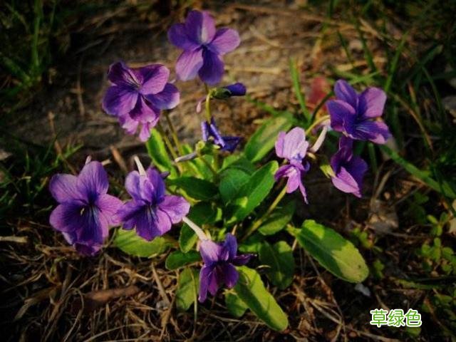 《茜茜公主》里的“茜”到底该怎么读？ 茜字对什么