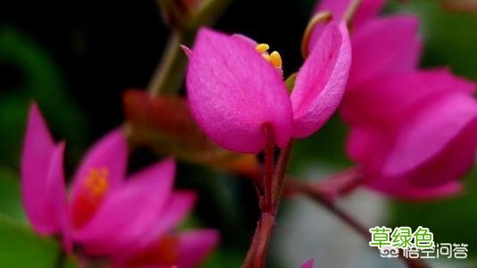 我给自己的花店取了个几个名字，想请各位评价下【花心艺】【茶花语】【茶花汇】哪个好？ 茶新店名字