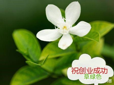 我给自己的花店取了个几个名字，想请各位评价下【花心艺】【茶花语】【茶花汇】哪个好？ 茶新店名字