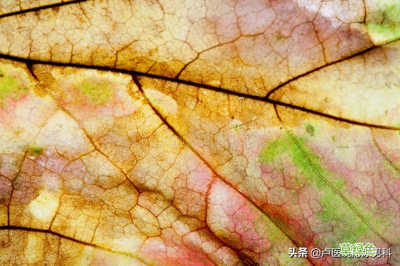 男人ed怎么办视频 男人ed怎么办