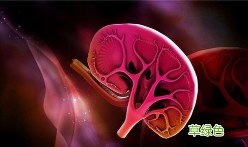 肾炎严重吗能治愈吗能活多久 肾炎能治好吗