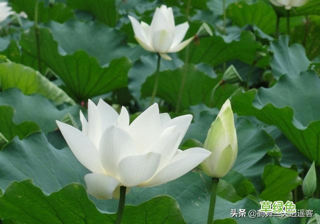 女孩用莲字取名好不好，该字好不好？ 莲姓怎么起名