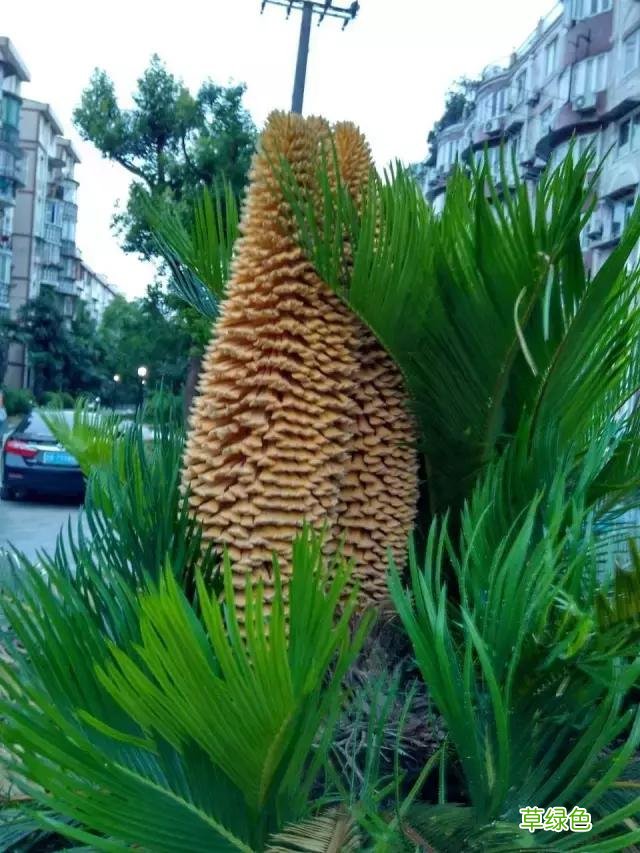 中国成语中的?植物，涨知识啦 萱老字怎么写