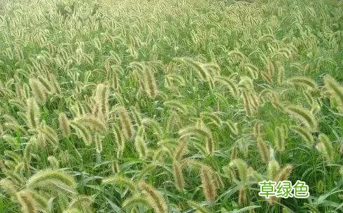中国成语中的?植物，涨知识啦 萱老字怎么写