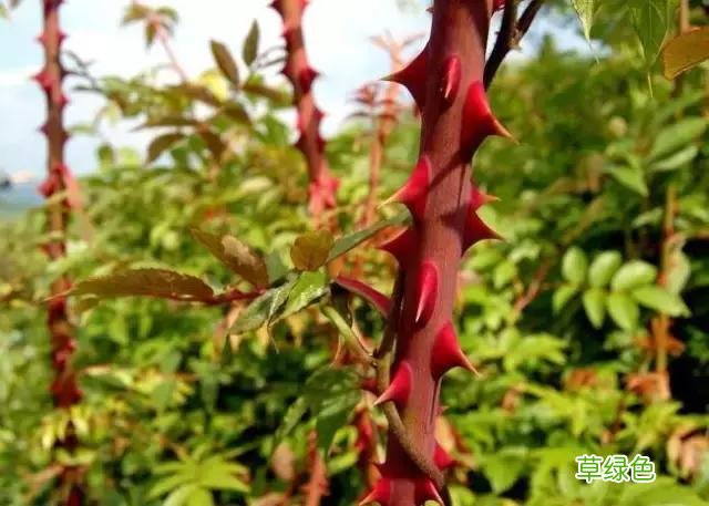 中国成语中的?植物，涨知识啦 萱老字怎么写