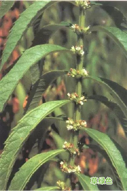 中国成语中的?植物，涨知识啦 萱老字怎么写