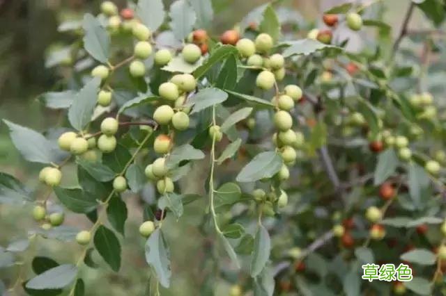 中国成语中的?植物，涨知识啦 萱老字怎么写
