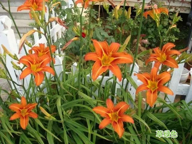 中国成语中的?植物，涨知识啦 萱老字怎么写