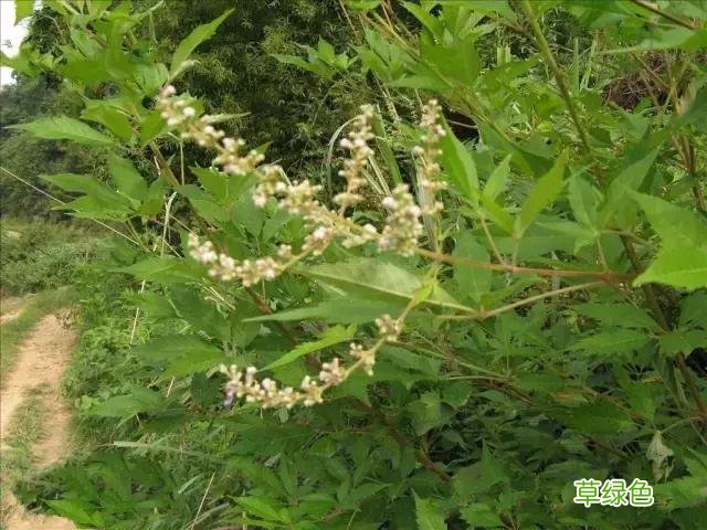 中国成语中的?植物，涨知识啦 萱老字怎么写