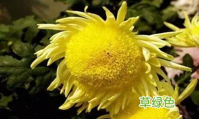 中国成语中的?植物，涨知识啦 萱老字怎么写