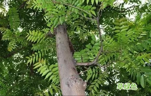 中国成语中的?植物，涨知识啦 萱老字怎么写