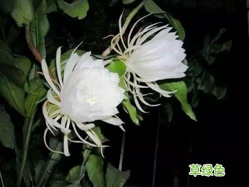 中国成语中的?植物，涨知识啦 萱老字怎么写