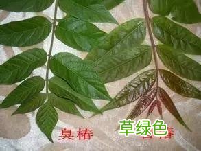 中国成语中的?植物，涨知识啦 萱老字怎么写